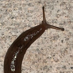 Meet your Posher, Carlos